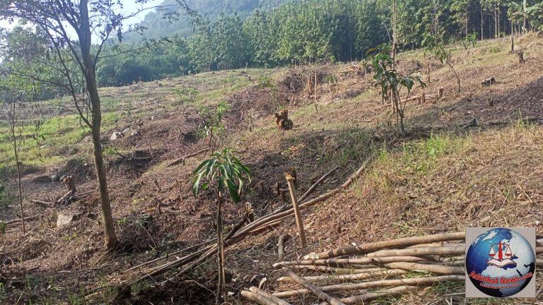 Jasa Tirta II Kampanyekan Tanam Pohon Jaga Sumber Air