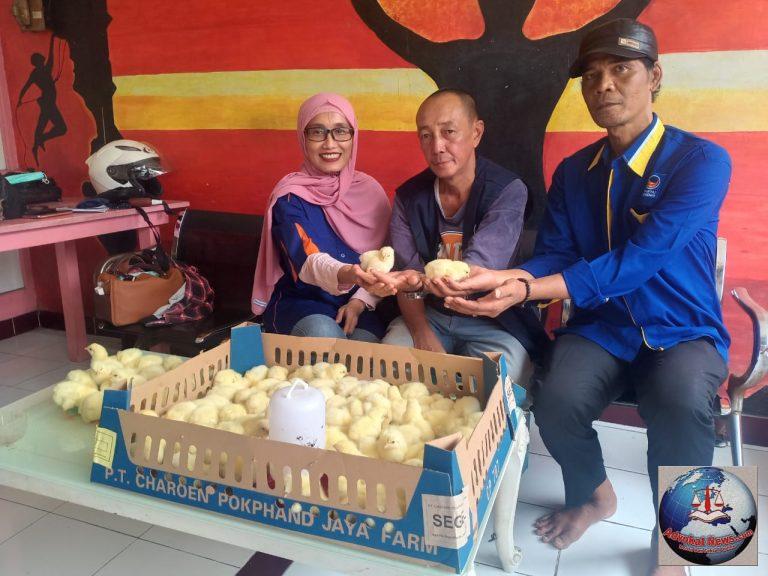 Pemberdayaan Bagi Kader Partai NASDEM Menjadi Peternak Unggul