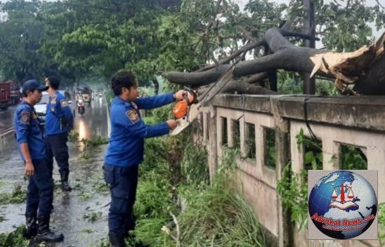 Petugas Damkar Segera Evakuasi Pohon Besar Tumbang di Jalan Raya Kali Malang Akibat Angin Kencang