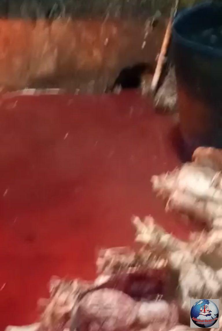 Diduga Limbah Pemotongan Ayam Dibuang Kekali Belakang Pasar Harapan Jaya, Ini Sudah Menyalahi UU PPLH Nomor 32 tahun 2009 pasal 60 Juncto 104