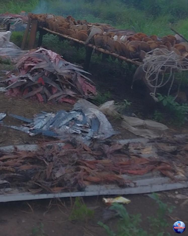 Diduga Kuat Kadis DLH kota Bitung Sudah Masuk Angin Dari Pemilik Fismil