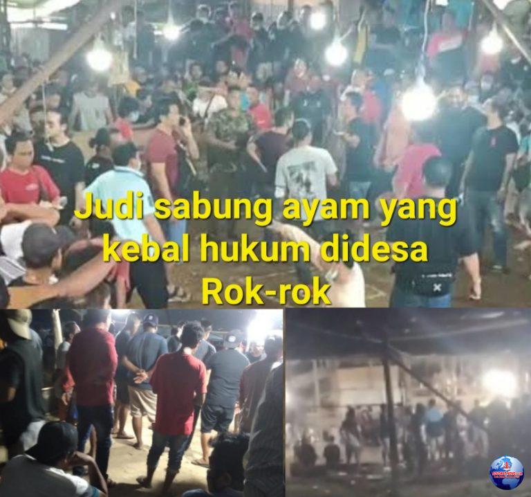 Polri Harus Tegaskan Judi Sabung Ayam Diwilayah Rok-rok Minahasa Utara