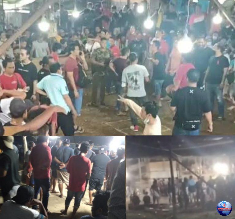 Hukum Tumpul Keatas Dijudi Sabung Ayam Diperbatasan Tendeki Rok-rok (Bitung Minut)