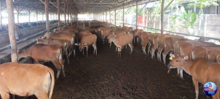 Minimnya Sosialisasi Ke Masyarakat Terkait Program Bantuan Hibah Sapi Dari Dinas Pertanian Dan Ketahanan Pangan Babel